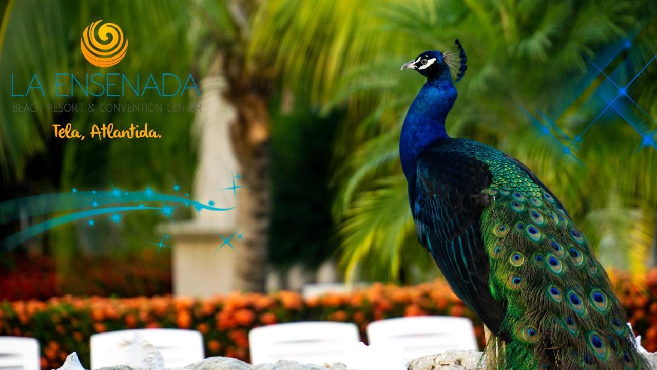 La Ensenada Beach Resort Tela Ngoại thất bức ảnh